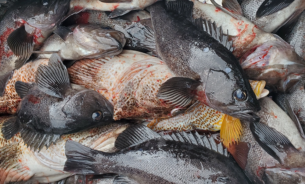 Alaska lingcod