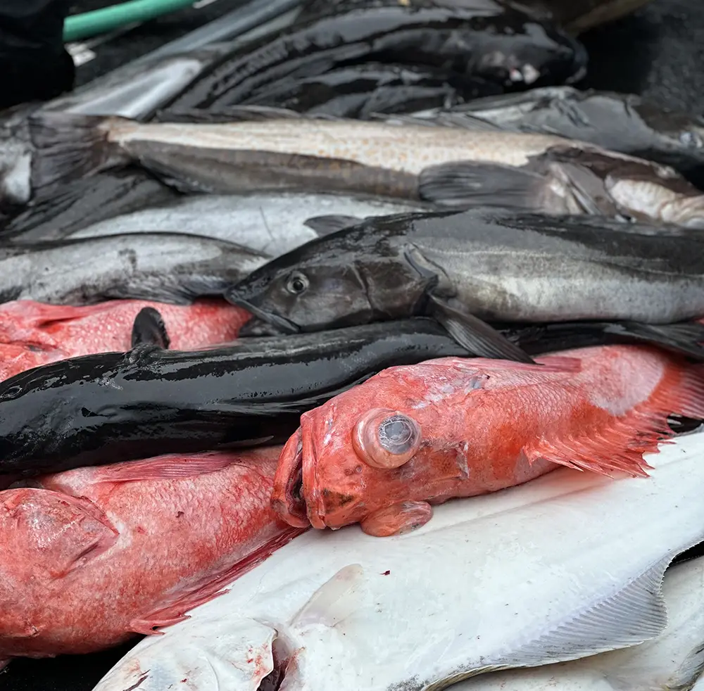 Alaska lingcod and rockfish Alaska lingcod and rockfish