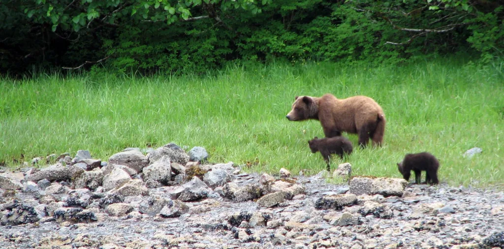 Sitka excursions