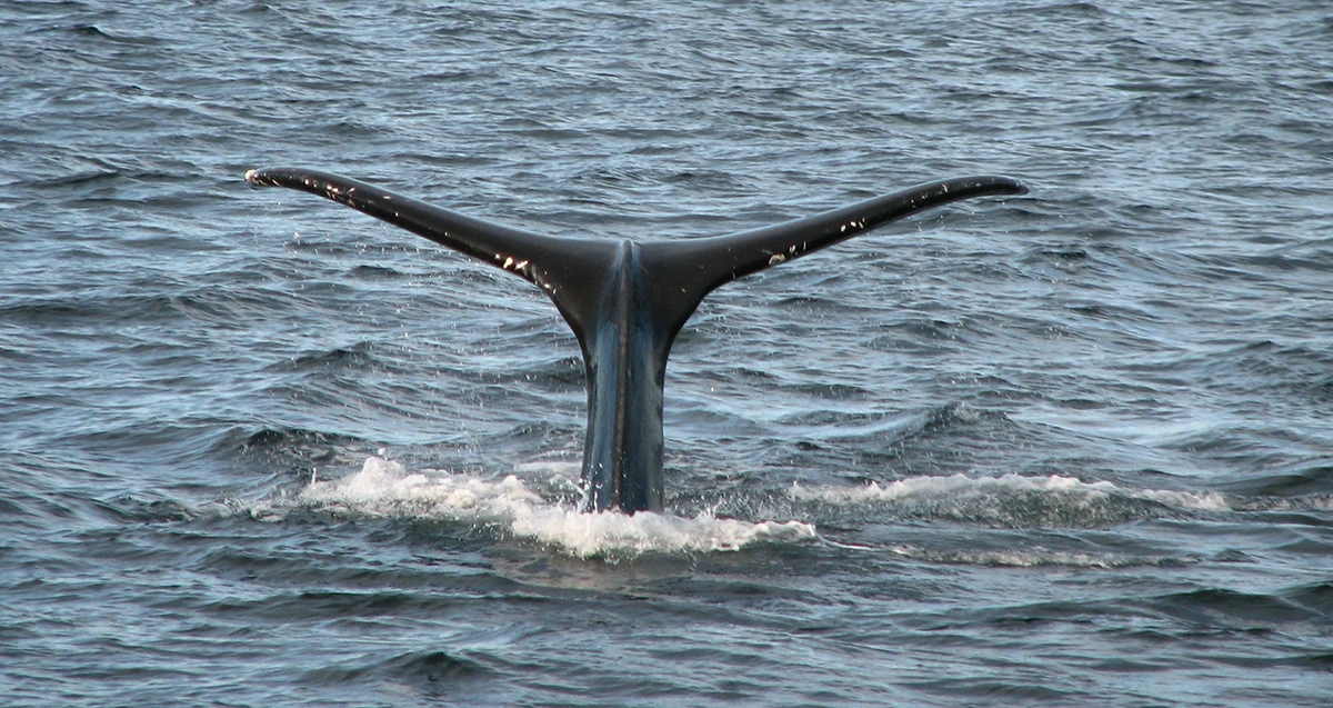 Sitka excursions