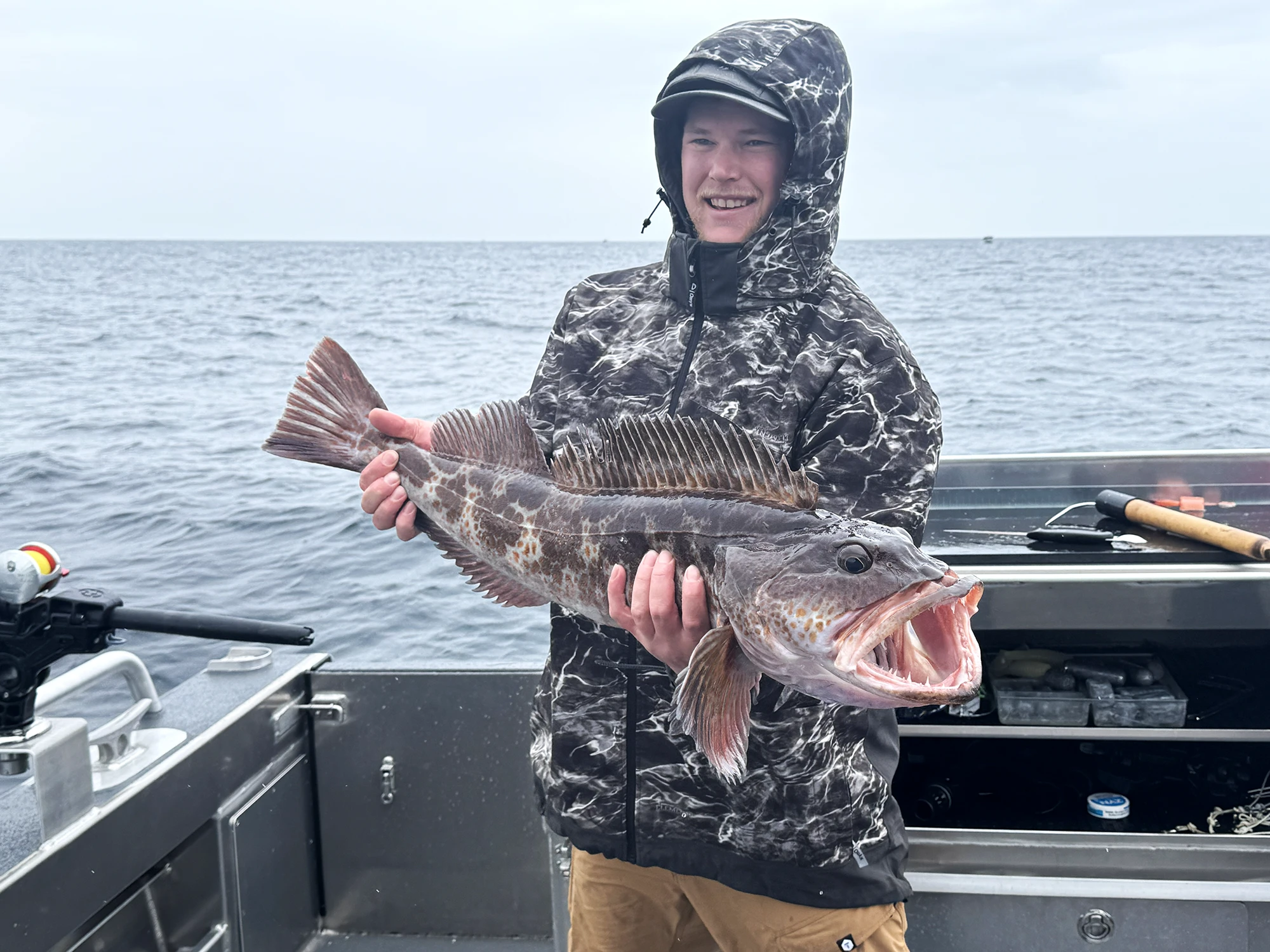 Alaska Lingcod